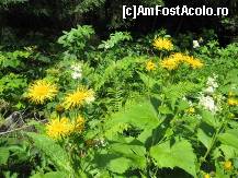 [P42] brusturi si galbenele » foto by dorgo
 - 
<span class="allrVoted glyphicon glyphicon-heart hidden" id="av93753"></span>
<a class="m-l-10 hidden" id="sv93753" onclick="voting_Foto_DelVot(,93753,20973)" role="button">șterge vot <span class="glyphicon glyphicon-remove"></span></a>
<a id="v993753" class=" c-red"  onclick="voting_Foto_SetVot(93753)" role="button"><span class="glyphicon glyphicon-heart-empty"></span> <b>LIKE</b> = Votează poza</a> <img class="hidden"  id="f93753W9" src="/imagini/loader.gif" border="0" /><span class="AjErrMes hidden" id="e93753ErM"></span>