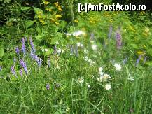 [P45] alte flori de camp » foto by dorgo
 - 
<span class="allrVoted glyphicon glyphicon-heart hidden" id="av93760"></span>
<a class="m-l-10 hidden" id="sv93760" onclick="voting_Foto_DelVot(,93760,20973)" role="button">șterge vot <span class="glyphicon glyphicon-remove"></span></a>
<a id="v993760" class=" c-red"  onclick="voting_Foto_SetVot(93760)" role="button"><span class="glyphicon glyphicon-heart-empty"></span> <b>LIKE</b> = Votează poza</a> <img class="hidden"  id="f93760W9" src="/imagini/loader.gif" border="0" /><span class="AjErrMes hidden" id="e93760ErM"></span>