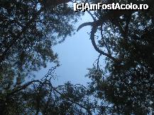 [P28] Un cer de azur surprins printre coroanele pinilor...suntem in Grecia cumva? » foto by dorgo
 - 
<span class="allrVoted glyphicon glyphicon-heart hidden" id="av224080"></span>
<a class="m-l-10 hidden" id="sv224080" onclick="voting_Foto_DelVot(,224080,21051)" role="button">șterge vot <span class="glyphicon glyphicon-remove"></span></a>
<a id="v9224080" class=" c-red"  onclick="voting_Foto_SetVot(224080)" role="button"><span class="glyphicon glyphicon-heart-empty"></span> <b>LIKE</b> = Votează poza</a> <img class="hidden"  id="f224080W9" src="/imagini/loader.gif" border="0" /><span class="AjErrMes hidden" id="e224080ErM"></span>