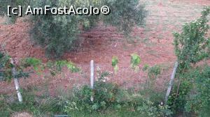 [P07] Vita de vie pe gard, langa plantatia de maslini » foto by april12
 - 
<span class="allrVoted glyphicon glyphicon-heart hidden" id="av802083"></span>
<a class="m-l-10 hidden" id="sv802083" onclick="voting_Foto_DelVot(,802083,21176)" role="button">șterge vot <span class="glyphicon glyphicon-remove"></span></a>
<a id="v9802083" class=" c-red"  onclick="voting_Foto_SetVot(802083)" role="button"><span class="glyphicon glyphicon-heart-empty"></span> <b>LIKE</b> = Votează poza</a> <img class="hidden"  id="f802083W9" src="/imagini/loader.gif" border="0" /><span class="AjErrMes hidden" id="e802083ErM"></span>