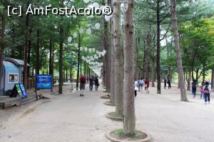 [P07] Gapyeong, Insula Nami, Aleea de pini coreeni frumos aranjată și bine întreținută » foto by mprofeanu
 - 
<span class="allrVoted glyphicon glyphicon-heart hidden" id="av842971"></span>
<a class="m-l-10 hidden" id="sv842971" onclick="voting_Foto_DelVot(,842971,21214)" role="button">șterge vot <span class="glyphicon glyphicon-remove"></span></a>
<a id="v9842971" class=" c-red"  onclick="voting_Foto_SetVot(842971)" role="button"><span class="glyphicon glyphicon-heart-empty"></span> <b>LIKE</b> = Votează poza</a> <img class="hidden"  id="f842971W9" src="/imagini/loader.gif" border="0" /><span class="AjErrMes hidden" id="e842971ErM"></span>