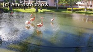 [P02] Flamingo extrem de gratiosi » foto by adina.blondutza
 - 
<span class="allrVoted glyphicon glyphicon-heart hidden" id="av1026721"></span>
<a class="m-l-10 hidden" id="sv1026721" onclick="voting_Foto_DelVot(,1026721,21308)" role="button">șterge vot <span class="glyphicon glyphicon-remove"></span></a>
<a id="v91026721" class=" c-red"  onclick="voting_Foto_SetVot(1026721)" role="button"><span class="glyphicon glyphicon-heart-empty"></span> <b>LIKE</b> = Votează poza</a> <img class="hidden"  id="f1026721W9" src="/imagini/loader.gif" border="0" /><span class="AjErrMes hidden" id="e1026721ErM"></span>