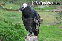 [P15] Masculul ce a stat la sedinta foto! » foto by Arinuca
 - 
<span class="allrVoted glyphicon glyphicon-heart hidden" id="av293201"></span>
<a class="m-l-10 hidden" id="sv293201" onclick="voting_Foto_DelVot(,293201,21384)" role="button">șterge vot <span class="glyphicon glyphicon-remove"></span></a>
<a id="v9293201" class=" c-red"  onclick="voting_Foto_SetVot(293201)" role="button"><span class="glyphicon glyphicon-heart-empty"></span> <b>LIKE</b> = Votează poza</a> <img class="hidden"  id="f293201W9" src="/imagini/loader.gif" border="0" /><span class="AjErrMes hidden" id="e293201ErM"></span>