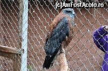 [P29] Un soim » foto by Arinuca
 - 
<span class="allrVoted glyphicon glyphicon-heart hidden" id="av293229"></span>
<a class="m-l-10 hidden" id="sv293229" onclick="voting_Foto_DelVot(,293229,21384)" role="button">șterge vot <span class="glyphicon glyphicon-remove"></span></a>
<a id="v9293229" class=" c-red"  onclick="voting_Foto_SetVot(293229)" role="button"><span class="glyphicon glyphicon-heart-empty"></span> <b>LIKE</b> = Votează poza</a> <img class="hidden"  id="f293229W9" src="/imagini/loader.gif" border="0" /><span class="AjErrMes hidden" id="e293229ErM"></span>