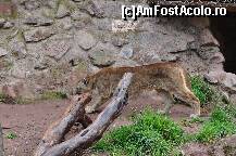 [P09] Puma ( in cusca ). Ea nu era lasata libera » foto by Arinuca
 - 
<span class="allrVoted glyphicon glyphicon-heart hidden" id="av293190"></span>
<a class="m-l-10 hidden" id="sv293190" onclick="voting_Foto_DelVot(,293190,21384)" role="button">șterge vot <span class="glyphicon glyphicon-remove"></span></a>
<a id="v9293190" class=" c-red"  onclick="voting_Foto_SetVot(293190)" role="button"><span class="glyphicon glyphicon-heart-empty"></span> <b>LIKE</b> = Votează poza</a> <img class="hidden"  id="f293190W9" src="/imagini/loader.gif" border="0" /><span class="AjErrMes hidden" id="e293190ErM"></span>