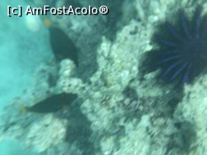 [P03] Lumea acvatica » foto by master1982
 - 
<span class="allrVoted glyphicon glyphicon-heart hidden" id="av976054"></span>
<a class="m-l-10 hidden" id="sv976054" onclick="voting_Foto_DelVot(,976054,21404)" role="button">șterge vot <span class="glyphicon glyphicon-remove"></span></a>
<a id="v9976054" class=" c-red"  onclick="voting_Foto_SetVot(976054)" role="button"><span class="glyphicon glyphicon-heart-empty"></span> <b>LIKE</b> = Votează poza</a> <img class="hidden"  id="f976054W9" src="/imagini/loader.gif" border="0" /><span class="AjErrMes hidden" id="e976054ErM"></span>