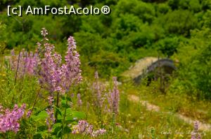 [P128] Flori din Pind.  » foto by Vlahos2003
 - 
<span class="allrVoted glyphicon glyphicon-heart hidden" id="av713715"></span>
<a class="m-l-10 hidden" id="sv713715" onclick="voting_Foto_DelVot(,713715,21484)" role="button">șterge vot <span class="glyphicon glyphicon-remove"></span></a>
<a id="v9713715" class=" c-red"  onclick="voting_Foto_SetVot(713715)" role="button"><span class="glyphicon glyphicon-heart-empty"></span> <b>LIKE</b> = Votează poza</a> <img class="hidden"  id="f713715W9" src="/imagini/loader.gif" border="0" /><span class="AjErrMes hidden" id="e713715ErM"></span>