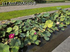 [P34] Flori de lotus în parcul din fața Primăriei » foto by crismis
 - 
<span class="allrVoted glyphicon glyphicon-heart hidden" id="av1535451"></span>
<a class="m-l-10 hidden" id="sv1535451" onclick="voting_Foto_DelVot(,1535451,21496)" role="button">șterge vot <span class="glyphicon glyphicon-remove"></span></a>
<a id="v91535451" class=" c-red"  onclick="voting_Foto_SetVot(1535451)" role="button"><span class="glyphicon glyphicon-heart-empty"></span> <b>LIKE</b> = Votează poza</a> <img class="hidden"  id="f1535451W9" src="/imagini/loader.gif" border="0" /><span class="AjErrMes hidden" id="e1535451ErM"></span>