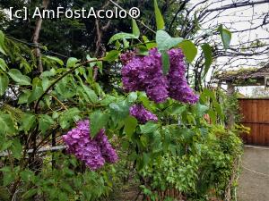 [P01] Liliacul a &icirc;nflorit &icirc;n curtea morii! » foto by maryka
 - 
<span class="allrVoted glyphicon glyphicon-heart hidden" id="av1226017"></span>
<a class="m-l-10 hidden" id="sv1226017" onclick="voting_Foto_DelVot(,1226017,21522)" role="button">șterge vot <span class="glyphicon glyphicon-remove"></span></a>
<a id="v91226017" class=" c-red"  onclick="voting_Foto_SetVot(1226017)" role="button"><span class="glyphicon glyphicon-heart-empty"></span> <b>LIKE</b> = Votează poza</a> <img class="hidden"  id="f1226017W9" src="/imagini/loader.gif" border="0" /><span class="AjErrMes hidden" id="e1226017ErM"></span>