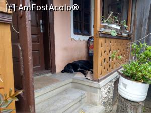 [P23] C&acirc;inele cel negru, plictisit de at&acirc;ția turiști. » foto by maryka
 - 
<span class="allrVoted glyphicon glyphicon-heart hidden" id="av1226043"></span>
<a class="m-l-10 hidden" id="sv1226043" onclick="voting_Foto_DelVot(,1226043,21522)" role="button">șterge vot <span class="glyphicon glyphicon-remove"></span></a>
<a id="v91226043" class=" c-red"  onclick="voting_Foto_SetVot(1226043)" role="button"><span class="glyphicon glyphicon-heart-empty"></span> <b>LIKE</b> = Votează poza</a> <img class="hidden"  id="f1226043W9" src="/imagini/loader.gif" border="0" /><span class="AjErrMes hidden" id="e1226043ErM"></span>