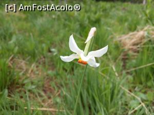 [P44] Narcisa din Poiană. » foto by maryka
 - 
<span class="allrVoted glyphicon glyphicon-heart hidden" id="av1226088"></span>
<a class="m-l-10 hidden" id="sv1226088" onclick="voting_Foto_DelVot(,1226088,21522)" role="button">șterge vot <span class="glyphicon glyphicon-remove"></span></a>
<a id="v91226088" class=" c-red"  onclick="voting_Foto_SetVot(1226088)" role="button"><span class="glyphicon glyphicon-heart-empty"></span> <b>LIKE</b> = Votează poza</a> <img class="hidden"  id="f1226088W9" src="/imagini/loader.gif" border="0" /><span class="AjErrMes hidden" id="e1226088ErM"></span>