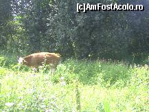 [P26] Văcuţa care păştea liniştită pe pajiştea de lângă pensiune » foto by krondia*
 - 
<span class="allrVoted glyphicon glyphicon-heart hidden" id="av116960"></span>
<a class="m-l-10 hidden" id="sv116960" onclick="voting_Foto_DelVot(,116960,21522)" role="button">șterge vot <span class="glyphicon glyphicon-remove"></span></a>
<a id="v9116960" class=" c-red"  onclick="voting_Foto_SetVot(116960)" role="button"><span class="glyphicon glyphicon-heart-empty"></span> <b>LIKE</b> = Votează poza</a> <img class="hidden"  id="f116960W9" src="/imagini/loader.gif" border="0" /><span class="AjErrMes hidden" id="e116960ErM"></span>