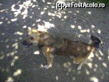 [P27] Căţeluşa proprietarilor, foarte jucăuşă » foto by krondia*
 - 
<span class="allrVoted glyphicon glyphicon-heart hidden" id="av116961"></span>
<a class="m-l-10 hidden" id="sv116961" onclick="voting_Foto_DelVot(,116961,21522)" role="button">șterge vot <span class="glyphicon glyphicon-remove"></span></a>
<a id="v9116961" class=" c-red"  onclick="voting_Foto_SetVot(116961)" role="button"><span class="glyphicon glyphicon-heart-empty"></span> <b>LIKE</b> = Votează poza</a> <img class="hidden"  id="f116961W9" src="/imagini/loader.gif" border="0" /><span class="AjErrMes hidden" id="e116961ErM"></span>