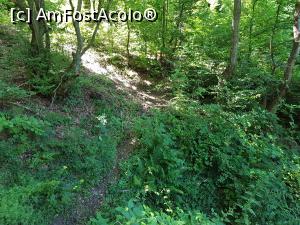 [P05] Am &icirc;nceput urcarea abruptă prin pădure. » foto by Floryn81
 - 
<span class="allrVoted glyphicon glyphicon-heart hidden" id="av1210492"></span>
<a class="m-l-10 hidden" id="sv1210492" onclick="voting_Foto_DelVot(,1210492,21553)" role="button">șterge vot <span class="glyphicon glyphicon-remove"></span></a>
<a id="v91210492" class=" c-red"  onclick="voting_Foto_SetVot(1210492)" role="button"><span class="glyphicon glyphicon-heart-empty"></span> <b>LIKE</b> = Votează poza</a> <img class="hidden"  id="f1210492W9" src="/imagini/loader.gif" border="0" /><span class="AjErrMes hidden" id="e1210492ErM"></span>