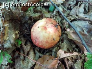 [P06] ...Ghici ciupercă ce-i?! » foto by Floryn81
 - 
<span class="allrVoted glyphicon glyphicon-heart hidden" id="av1210493"></span>
<a class="m-l-10 hidden" id="sv1210493" onclick="voting_Foto_DelVot(,1210493,21553)" role="button">șterge vot <span class="glyphicon glyphicon-remove"></span></a>
<a id="v91210493" class=" c-red"  onclick="voting_Foto_SetVot(1210493)" role="button"><span class="glyphicon glyphicon-heart-empty"></span> <b>LIKE</b> = Votează poza</a> <img class="hidden"  id="f1210493W9" src="/imagini/loader.gif" border="0" /><span class="AjErrMes hidden" id="e1210493ErM"></span>