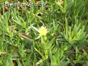 [P19] Vegetatia era alcatuita din palmieri si cactusi in marimi xxl si diverse specii.  » foto by vacantamea2012
 - 
<span class="allrVoted glyphicon glyphicon-heart hidden" id="av834208"></span>
<a class="m-l-10 hidden" id="sv834208" onclick="voting_Foto_DelVot(,834208,21561)" role="button">șterge vot <span class="glyphicon glyphicon-remove"></span></a>
<a id="v9834208" class=" c-red"  onclick="voting_Foto_SetVot(834208)" role="button"><span class="glyphicon glyphicon-heart-empty"></span> <b>LIKE</b> = Votează poza</a> <img class="hidden"  id="f834208W9" src="/imagini/loader.gif" border="0" /><span class="AjErrMes hidden" id="e834208ErM"></span>