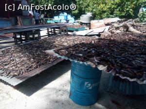 [P25] Ton la uscat, inainte de pus in conserva.  » foto by IDACO
 - 
<span class="allrVoted glyphicon glyphicon-heart hidden" id="av834551"></span>
<a class="m-l-10 hidden" id="sv834551" onclick="voting_Foto_DelVot(,834551,21569)" role="button">șterge vot <span class="glyphicon glyphicon-remove"></span></a>
<a id="v9834551" class=" c-red"  onclick="voting_Foto_SetVot(834551)" role="button"><span class="glyphicon glyphicon-heart-empty"></span> <b>LIKE</b> = Votează poza</a> <img class="hidden"  id="f834551W9" src="/imagini/loader.gif" border="0" /><span class="AjErrMes hidden" id="e834551ErM"></span>