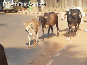 [P12] vaci libere și sfinte pe stradă » foto by robert
 - 
<span class="allrVoted glyphicon glyphicon-heart hidden" id="av835598"></span>
<a class="m-l-10 hidden" id="sv835598" onclick="voting_Foto_DelVot(,835598,21572)" role="button">șterge vot <span class="glyphicon glyphicon-remove"></span></a>
<a id="v9835598" class=" c-red"  onclick="voting_Foto_SetVot(835598)" role="button"><span class="glyphicon glyphicon-heart-empty"></span> <b>LIKE</b> = Votează poza</a> <img class="hidden"  id="f835598W9" src="/imagini/loader.gif" border="0" /><span class="AjErrMes hidden" id="e835598ErM"></span>