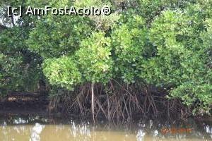 [P12] spectaculoasele mangrove » foto by robert
 - 
<span class="allrVoted glyphicon glyphicon-heart hidden" id="av837489"></span>
<a class="m-l-10 hidden" id="sv837489" onclick="voting_Foto_DelVot(,837489,21572)" role="button">șterge vot <span class="glyphicon glyphicon-remove"></span></a>
<a id="v9837489" class=" c-red"  onclick="voting_Foto_SetVot(837489)" role="button"><span class="glyphicon glyphicon-heart-empty"></span> <b>LIKE</b> = Votează poza</a> <img class="hidden"  id="f837489W9" src="/imagini/loader.gif" border="0" /><span class="AjErrMes hidden" id="e837489ErM"></span>