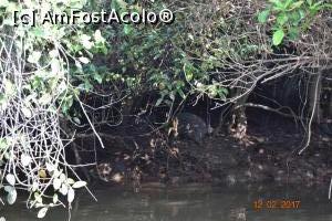 [P17] evrika! l-am reperat!  » foto by robert
 - 
<span class="allrVoted glyphicon glyphicon-heart hidden" id="av837494"></span>
<a class="m-l-10 hidden" id="sv837494" onclick="voting_Foto_DelVot(,837494,21572)" role="button">șterge vot <span class="glyphicon glyphicon-remove"></span></a>
<a id="v9837494" class=" c-red"  onclick="voting_Foto_SetVot(837494)" role="button"><span class="glyphicon glyphicon-heart-empty"></span> <b>LIKE</b> = Votează poza</a> <img class="hidden"  id="f837494W9" src="/imagini/loader.gif" border="0" /><span class="AjErrMes hidden" id="e837494ErM"></span>