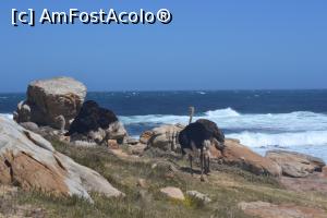[P33] Cape of Good Hope » foto by raduc30
 - 
<span class="allrVoted glyphicon glyphicon-heart hidden" id="av1348370"></span>
<a class="m-l-10 hidden" id="sv1348370" onclick="voting_Foto_DelVot(,1348370,21654)" role="button">șterge vot <span class="glyphicon glyphicon-remove"></span></a>
<a id="v91348370" class=" c-red"  onclick="voting_Foto_SetVot(1348370)" role="button"><span class="glyphicon glyphicon-heart-empty"></span> <b>LIKE</b> = Votează poza</a> <img class="hidden"  id="f1348370W9" src="/imagini/loader.gif" border="0" /><span class="AjErrMes hidden" id="e1348370ErM"></span>