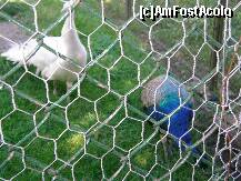 [P01] Rezervatia de zimbri Vinatori-Neamt - fazani frumos colorati » foto by cris1982
 - 
<span class="allrVoted glyphicon glyphicon-heart hidden" id="av139512"></span>
<a class="m-l-10 hidden" id="sv139512" onclick="voting_Foto_DelVot(,139512,21664)" role="button">șterge vot <span class="glyphicon glyphicon-remove"></span></a>
<a id="v9139512" class=" c-red"  onclick="voting_Foto_SetVot(139512)" role="button"><span class="glyphicon glyphicon-heart-empty"></span> <b>LIKE</b> = Votează poza</a> <img class="hidden"  id="f139512W9" src="/imagini/loader.gif" border="0" /><span class="AjErrMes hidden" id="e139512ErM"></span>