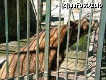 [P02] Rezervatia de zimbri Vinatori-Neamt:  ursul carpatin » foto by cris1982
 - 
<span class="allrVoted glyphicon glyphicon-heart hidden" id="av139513"></span>
<a class="m-l-10 hidden" id="sv139513" onclick="voting_Foto_DelVot(,139513,21664)" role="button">șterge vot <span class="glyphicon glyphicon-remove"></span></a>
<a id="v9139513" class=" c-red"  onclick="voting_Foto_SetVot(139513)" role="button"><span class="glyphicon glyphicon-heart-empty"></span> <b>LIKE</b> = Votează poza</a> <img class="hidden"  id="f139513W9" src="/imagini/loader.gif" border="0" /><span class="AjErrMes hidden" id="e139513ErM"></span>