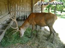 [P06] Rezervatia de zimbri Vinatori-Neamt - cerbul » foto by cris1982
 - 
<span class="allrVoted glyphicon glyphicon-heart hidden" id="av139517"></span>
<a class="m-l-10 hidden" id="sv139517" onclick="voting_Foto_DelVot(,139517,21664)" role="button">șterge vot <span class="glyphicon glyphicon-remove"></span></a>
<a id="v9139517" class=" c-red"  onclick="voting_Foto_SetVot(139517)" role="button"><span class="glyphicon glyphicon-heart-empty"></span> <b>LIKE</b> = Votează poza</a> <img class="hidden"  id="f139517W9" src="/imagini/loader.gif" border="0" /><span class="AjErrMes hidden" id="e139517ErM"></span>