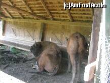 [P07] Rezervatia de zimbri Vinatori-Neamt - zimbrii uriasi » foto by cris1982
 - 
<span class="allrVoted glyphicon glyphicon-heart hidden" id="av139519"></span>
<a class="m-l-10 hidden" id="sv139519" onclick="voting_Foto_DelVot(,139519,21664)" role="button">șterge vot <span class="glyphicon glyphicon-remove"></span></a>
<a id="v9139519" class=" c-red"  onclick="voting_Foto_SetVot(139519)" role="button"><span class="glyphicon glyphicon-heart-empty"></span> <b>LIKE</b> = Votează poza</a> <img class="hidden"  id="f139519W9" src="/imagini/loader.gif" border="0" /><span class="AjErrMes hidden" id="e139519ErM"></span>