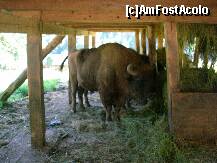 [P08] Rezervatia de zimbri Vinatori-Neamt: - zimbrul » foto by cris1982
 - 
<span class="allrVoted glyphicon glyphicon-heart hidden" id="av139520"></span>
<a class="m-l-10 hidden" id="sv139520" onclick="voting_Foto_DelVot(,139520,21664)" role="button">șterge vot <span class="glyphicon glyphicon-remove"></span></a>
<a id="v9139520" class=" c-red"  onclick="voting_Foto_SetVot(139520)" role="button"><span class="glyphicon glyphicon-heart-empty"></span> <b>LIKE</b> = Votează poza</a> <img class="hidden"  id="f139520W9" src="/imagini/loader.gif" border="0" /><span class="AjErrMes hidden" id="e139520ErM"></span>