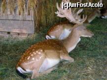 [P09] Rezervatia de zimbri Vinatori-Neamt: cerbul lopatar » foto by cris1982
 - 
<span class="allrVoted glyphicon glyphicon-heart hidden" id="av139522"></span>
<a class="m-l-10 hidden" id="sv139522" onclick="voting_Foto_DelVot(,139522,21664)" role="button">șterge vot <span class="glyphicon glyphicon-remove"></span></a>
<a id="v9139522" class=" c-red"  onclick="voting_Foto_SetVot(139522)" role="button"><span class="glyphicon glyphicon-heart-empty"></span> <b>LIKE</b> = Votează poza</a> <img class="hidden"  id="f139522W9" src="/imagini/loader.gif" border="0" /><span class="AjErrMes hidden" id="e139522ErM"></span>