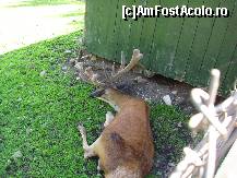 [P11] Cerbul nu părea distras de prezenţa vizitatorilor. » foto by corinka
 - 
<span class="allrVoted glyphicon glyphicon-heart hidden" id="av88489"></span>
<a class="m-l-10 hidden" id="sv88489" onclick="voting_Foto_DelVot(,88489,21664)" role="button">șterge vot <span class="glyphicon glyphicon-remove"></span></a>
<a id="v988489" class=" c-red"  onclick="voting_Foto_SetVot(88489)" role="button"><span class="glyphicon glyphicon-heart-empty"></span> <b>LIKE</b> = Votează poza</a> <img class="hidden"  id="f88489W9" src="/imagini/loader.gif" border="0" /><span class="AjErrMes hidden" id="e88489ErM"></span>