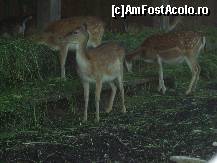 [P13] Câteva căprioare graţioase » foto by corinka
 - 
<span class="allrVoted glyphicon glyphicon-heart hidden" id="av88491"></span>
<a class="m-l-10 hidden" id="sv88491" onclick="voting_Foto_DelVot(,88491,21664)" role="button">șterge vot <span class="glyphicon glyphicon-remove"></span></a>
<a id="v988491" class=" c-red"  onclick="voting_Foto_SetVot(88491)" role="button"><span class="glyphicon glyphicon-heart-empty"></span> <b>LIKE</b> = Votează poza</a> <img class="hidden"  id="f88491W9" src="/imagini/loader.gif" border="0" /><span class="AjErrMes hidden" id="e88491ErM"></span>