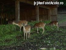 [P14] Neamurile lui Bambi » foto by corinka
 - 
<span class="allrVoted glyphicon glyphicon-heart hidden" id="av88492"></span>
<a class="m-l-10 hidden" id="sv88492" onclick="voting_Foto_DelVot(,88492,21664)" role="button">șterge vot <span class="glyphicon glyphicon-remove"></span></a>
<a id="v988492" class=" c-red"  onclick="voting_Foto_SetVot(88492)" role="button"><span class="glyphicon glyphicon-heart-empty"></span> <b>LIKE</b> = Votează poza</a> <img class="hidden"  id="f88492W9" src="/imagini/loader.gif" border="0" /><span class="AjErrMes hidden" id="e88492ErM"></span>