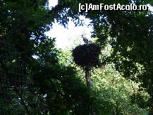 [P15] Un cuib din interiorul Grădinii Zoologice » foto by corinka
 - 
<span class="allrVoted glyphicon glyphicon-heart hidden" id="av88493"></span>
<a class="m-l-10 hidden" id="sv88493" onclick="voting_Foto_DelVot(,88493,21664)" role="button">șterge vot <span class="glyphicon glyphicon-remove"></span></a>
<a id="v988493" class=" c-red"  onclick="voting_Foto_SetVot(88493)" role="button"><span class="glyphicon glyphicon-heart-empty"></span> <b>LIKE</b> = Votează poza</a> <img class="hidden"  id="f88493W9" src="/imagini/loader.gif" border="0" /><span class="AjErrMes hidden" id="e88493ErM"></span>