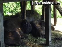 [P16] Iarăşi zimbrii cei frumoşi! » foto by corinka
 - 
<span class="allrVoted glyphicon glyphicon-heart hidden" id="av88494"></span>
<a class="m-l-10 hidden" id="sv88494" onclick="voting_Foto_DelVot(,88494,21664)" role="button">șterge vot <span class="glyphicon glyphicon-remove"></span></a>
<a id="v988494" class=" c-red"  onclick="voting_Foto_SetVot(88494)" role="button"><span class="glyphicon glyphicon-heart-empty"></span> <b>LIKE</b> = Votează poza</a> <img class="hidden"  id="f88494W9" src="/imagini/loader.gif" border="0" /><span class="AjErrMes hidden" id="e88494ErM"></span>