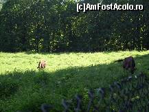 [P18] Zimbrii veniţi să ia masa » foto by corinka
 - 
<span class="allrVoted glyphicon glyphicon-heart hidden" id="av88496"></span>
<a class="m-l-10 hidden" id="sv88496" onclick="voting_Foto_DelVot(,88496,21664)" role="button">șterge vot <span class="glyphicon glyphicon-remove"></span></a>
<a id="v988496" class=" c-red"  onclick="voting_Foto_SetVot(88496)" role="button"><span class="glyphicon glyphicon-heart-empty"></span> <b>LIKE</b> = Votează poza</a> <img class="hidden"  id="f88496W9" src="/imagini/loader.gif" border="0" /><span class="AjErrMes hidden" id="e88496ErM"></span>