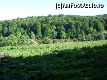 [P19] Codrii de Aramă nu erau chiar arămii la momentul respectiv. » foto by corinka
 - 
<span class="allrVoted glyphicon glyphicon-heart hidden" id="av88497"></span>
<a class="m-l-10 hidden" id="sv88497" onclick="voting_Foto_DelVot(,88497,21664)" role="button">șterge vot <span class="glyphicon glyphicon-remove"></span></a>
<a id="v988497" class=" c-red"  onclick="voting_Foto_SetVot(88497)" role="button"><span class="glyphicon glyphicon-heart-empty"></span> <b>LIKE</b> = Votează poza</a> <img class="hidden"  id="f88497W9" src="/imagini/loader.gif" border="0" /><span class="AjErrMes hidden" id="e88497ErM"></span>