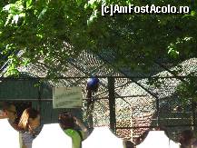 [P20] Probabil pentru a nu-l compexa pe cel alb, păunul albastru nu a vrut să ne arate coada. » foto by corinka
 - 
<span class="allrVoted glyphicon glyphicon-heart hidden" id="av88498"></span>
<a class="m-l-10 hidden" id="sv88498" onclick="voting_Foto_DelVot(,88498,21664)" role="button">șterge vot <span class="glyphicon glyphicon-remove"></span></a>
<a id="v988498" class=" c-red"  onclick="voting_Foto_SetVot(88498)" role="button"><span class="glyphicon glyphicon-heart-empty"></span> <b>LIKE</b> = Votează poza</a> <img class="hidden"  id="f88498W9" src="/imagini/loader.gif" border="0" /><span class="AjErrMes hidden" id="e88498ErM"></span>