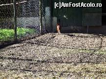 [P04] Câteva exemplare de păsări » foto by corinka
 - 
<span class="allrVoted glyphicon glyphicon-heart hidden" id="av88482"></span>
<a class="m-l-10 hidden" id="sv88482" onclick="voting_Foto_DelVot(,88482,21664)" role="button">șterge vot <span class="glyphicon glyphicon-remove"></span></a>
<a id="v988482" class=" c-red"  onclick="voting_Foto_SetVot(88482)" role="button"><span class="glyphicon glyphicon-heart-empty"></span> <b>LIKE</b> = Votează poza</a> <img class="hidden"  id="f88482W9" src="/imagini/loader.gif" border="0" /><span class="AjErrMes hidden" id="e88482ErM"></span>