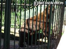 [P09] Ursulicul s-a agitat un pic în prezenţa copiilor aflaţi în excursie. » foto by corinka
 - 
<span class="allrVoted glyphicon glyphicon-heart hidden" id="av88487"></span>
<a class="m-l-10 hidden" id="sv88487" onclick="voting_Foto_DelVot(,88487,21664)" role="button">șterge vot <span class="glyphicon glyphicon-remove"></span></a>
<a id="v988487" class=" c-red"  onclick="voting_Foto_SetVot(88487)" role="button"><span class="glyphicon glyphicon-heart-empty"></span> <b>LIKE</b> = Votează poza</a> <img class="hidden"  id="f88487W9" src="/imagini/loader.gif" border="0" /><span class="AjErrMes hidden" id="e88487ErM"></span>