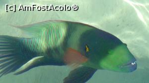 [P04] un monstru inofensiv alaturi de noi in apa » foto by elenaadina
 - 
<span class="allrVoted glyphicon glyphicon-heart hidden" id="av845146"></span>
<a class="m-l-10 hidden" id="sv845146" onclick="voting_Foto_DelVot(,845146,21667)" role="button">șterge vot <span class="glyphicon glyphicon-remove"></span></a>
<a id="v9845146" class=" c-red"  onclick="voting_Foto_SetVot(845146)" role="button"><span class="glyphicon glyphicon-heart-empty"></span> <b>LIKE</b> = Votează poza</a> <img class="hidden"  id="f845146W9" src="/imagini/loader.gif" border="0" /><span class="AjErrMes hidden" id="e845146ErM"></span>