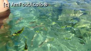 [P05] la hranit de pestisori » foto by elenaadina
 - 
<span class="allrVoted glyphicon glyphicon-heart hidden" id="av845147"></span>
<a class="m-l-10 hidden" id="sv845147" onclick="voting_Foto_DelVot(,845147,21667)" role="button">șterge vot <span class="glyphicon glyphicon-remove"></span></a>
<a id="v9845147" class=" c-red"  onclick="voting_Foto_SetVot(845147)" role="button"><span class="glyphicon glyphicon-heart-empty"></span> <b>LIKE</b> = Votează poza</a> <img class="hidden"  id="f845147W9" src="/imagini/loader.gif" border="0" /><span class="AjErrMes hidden" id="e845147ErM"></span>