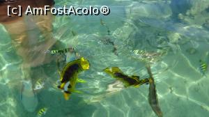 [P07] minunati pestisori colorati » foto by elenaadina
 - 
<span class="allrVoted glyphicon glyphicon-heart hidden" id="av845149"></span>
<a class="m-l-10 hidden" id="sv845149" onclick="voting_Foto_DelVot(,845149,21667)" role="button">șterge vot <span class="glyphicon glyphicon-remove"></span></a>
<a id="v9845149" class=" c-red"  onclick="voting_Foto_SetVot(845149)" role="button"><span class="glyphicon glyphicon-heart-empty"></span> <b>LIKE</b> = Votează poza</a> <img class="hidden"  id="f845149W9" src="/imagini/loader.gif" border="0" /><span class="AjErrMes hidden" id="e845149ErM"></span>