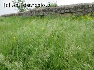 [P03] Vegetația de primăvară lângă zidurile Cetății Sucidava.  » foto by tata123 🔱
 - 
<span class="allrVoted glyphicon glyphicon-heart hidden" id="av850720"></span>
<a class="m-l-10 hidden" id="sv850720" onclick="voting_Foto_DelVot(,850720,21840)" role="button">șterge vot <span class="glyphicon glyphicon-remove"></span></a>
<a id="v9850720" class=" c-red"  onclick="voting_Foto_SetVot(850720)" role="button"><span class="glyphicon glyphicon-heart-empty"></span> <b>LIKE</b> = Votează poza</a> <img class="hidden"  id="f850720W9" src="/imagini/loader.gif" border="0" /><span class="AjErrMes hidden" id="e850720ErM"></span>