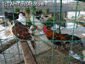 [P18] Mica fermă cu animale domestice.  » foto by tata123 🔱
 - 
<span class="allrVoted glyphicon glyphicon-heart hidden" id="av1053772"></span>
<a class="m-l-10 hidden" id="sv1053772" onclick="voting_Foto_DelVot(,1053772,21922)" role="button">șterge vot <span class="glyphicon glyphicon-remove"></span></a>
<a id="v91053772" class=" c-red"  onclick="voting_Foto_SetVot(1053772)" role="button"><span class="glyphicon glyphicon-heart-empty"></span> <b>LIKE</b> = Votează poza</a> <img class="hidden"  id="f1053772W9" src="/imagini/loader.gif" border="0" /><span class="AjErrMes hidden" id="e1053772ErM"></span>