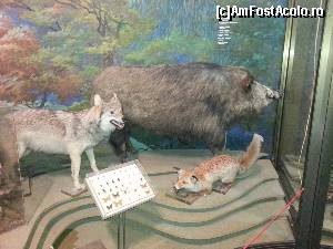 [P07] Mistretul, lupul, vulpea » foto by Dan&Ema
 - 
<span class="allrVoted glyphicon glyphicon-heart hidden" id="av576495"></span>
<a class="m-l-10 hidden" id="sv576495" onclick="voting_Foto_DelVot(,576495,21975)" role="button">șterge vot <span class="glyphicon glyphicon-remove"></span></a>
<a id="v9576495" class=" c-red"  onclick="voting_Foto_SetVot(576495)" role="button"><span class="glyphicon glyphicon-heart-empty"></span> <b>LIKE</b> = Votează poza</a> <img class="hidden"  id="f576495W9" src="/imagini/loader.gif" border="0" /><span class="AjErrMes hidden" id="e576495ErM"></span>