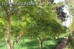 [P49] Yazd, Dolat Abad Garden, Rodii înfloriți înfrumusețează grădina cu florile lor » foto by mprofeanu
 - 
<span class="allrVoted glyphicon glyphicon-heart hidden" id="av865295"></span>
<a class="m-l-10 hidden" id="sv865295" onclick="voting_Foto_DelVot(,865295,22077)" role="button">șterge vot <span class="glyphicon glyphicon-remove"></span></a>
<a id="v9865295" class=" c-red"  onclick="voting_Foto_SetVot(865295)" role="button"><span class="glyphicon glyphicon-heart-empty"></span> <b>LIKE</b> = Votează poza</a> <img class="hidden"  id="f865295W9" src="/imagini/loader.gif" border="0" /><span class="AjErrMes hidden" id="e865295ErM"></span>