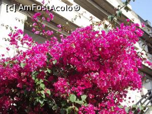 [P29] Bougainvillea de Catania » foto by irinad
 - 
<span class="allrVoted glyphicon glyphicon-heart hidden" id="av869954"></span>
<a class="m-l-10 hidden" id="sv869954" onclick="voting_Foto_DelVot(,869954,22133)" role="button">șterge vot <span class="glyphicon glyphicon-remove"></span></a>
<a id="v9869954" class=" c-red"  onclick="voting_Foto_SetVot(869954)" role="button"><span class="glyphicon glyphicon-heart-empty"></span> <b>LIKE</b> = Votează poza</a> <img class="hidden"  id="f869954W9" src="/imagini/loader.gif" border="0" /><span class="AjErrMes hidden" id="e869954ErM"></span>