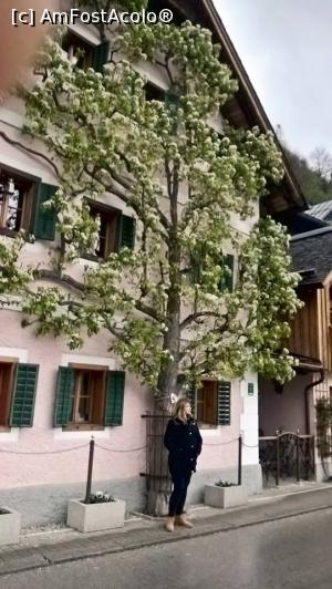 [P11] Hallstatt » foto by catalinioan
 - 
<span class="allrVoted glyphicon glyphicon-heart hidden" id="av871888"></span>
<a class="m-l-10 hidden" id="sv871888" onclick="voting_Foto_DelVot(,871888,22175)" role="button">șterge vot <span class="glyphicon glyphicon-remove"></span></a>
<a id="v9871888" class=" c-red"  onclick="voting_Foto_SetVot(871888)" role="button"><span class="glyphicon glyphicon-heart-empty"></span> <b>LIKE</b> = Votează poza</a> <img class="hidden"  id="f871888W9" src="/imagini/loader.gif" border="0" /><span class="AjErrMes hidden" id="e871888ErM"></span>